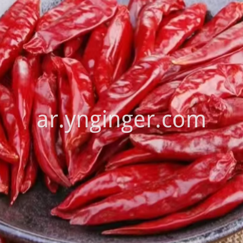 dried chili pepper 11